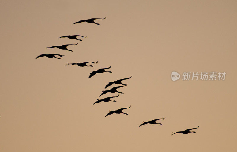 普通鹤(Grus Grus)在日落时在空中飞行